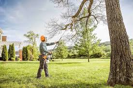 Reliable Lexington, MS Tree Care Services Solutions