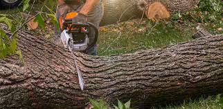 Best Fruit Tree Pruning  in Lexington, MS